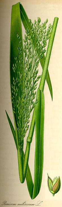 millet plant