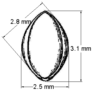 Grain dimensions